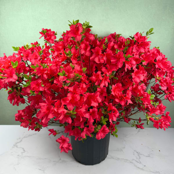 Potted Azalea Shrub