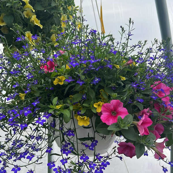Hanging basket with pink, yellow, and blue flowers