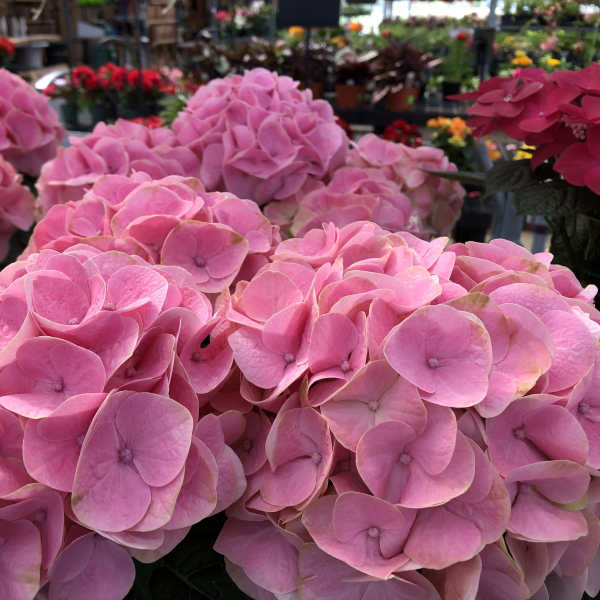 Clusters of pink hydrangea blooms in a flower shop display