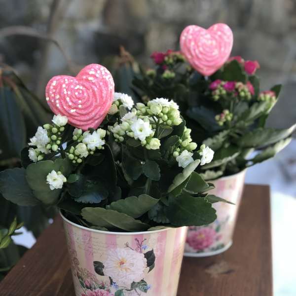 Potted white flowering plants in decorative pink tins with heart picks