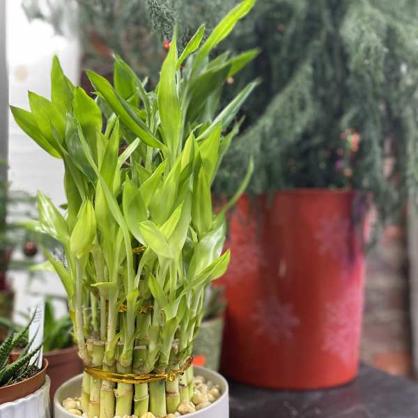 Potted lucky bamboo plant with bright green stalks and leaves