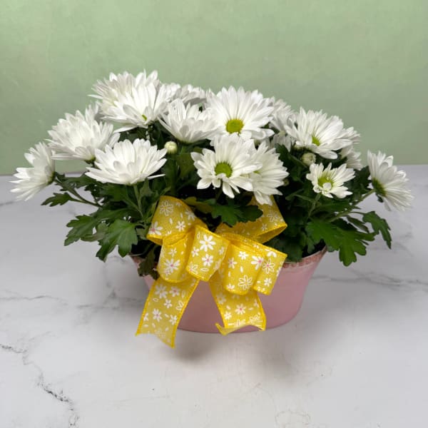 Daisy Daydream