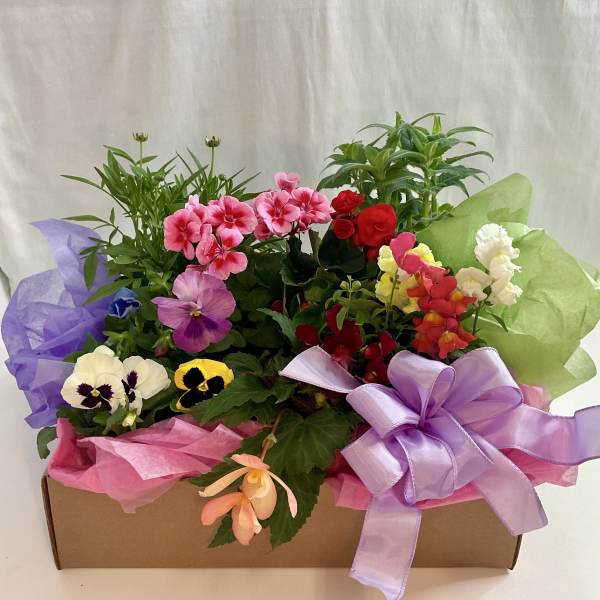 Mixed potted flowers in a cardboard box with a purple ribbon