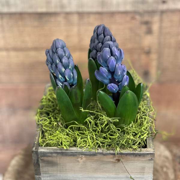 Two blue hyacinths in a wooden box with green moss