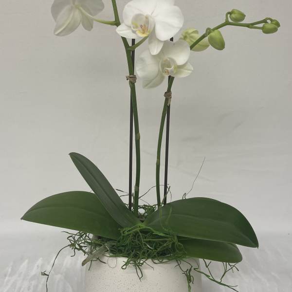 White phalaenopsis orchid plant with buds in a round white pot with trailing green moss.