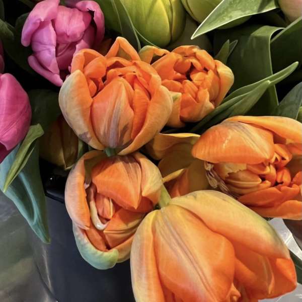 Bouquet of pink, orange, and yellow tulips