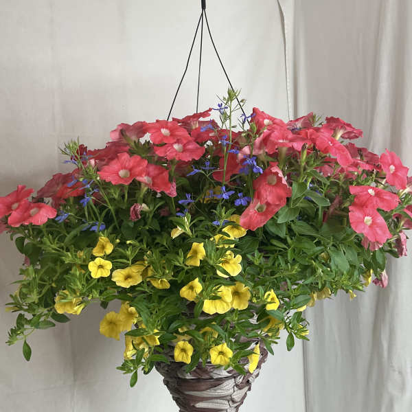 Hanging basket of pink and yellow flowers with small blue accents