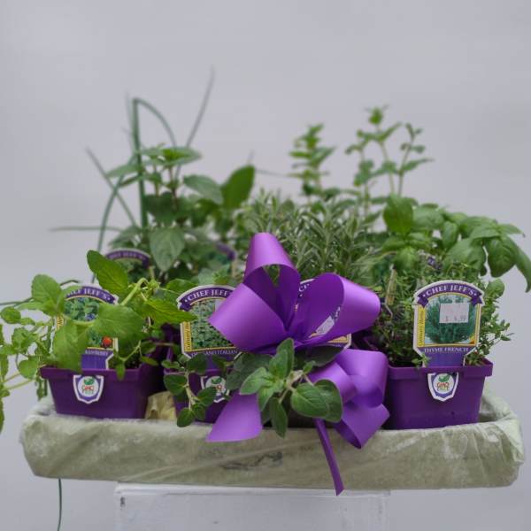 Assorted potted herbs arranged with a purple ribbon bow