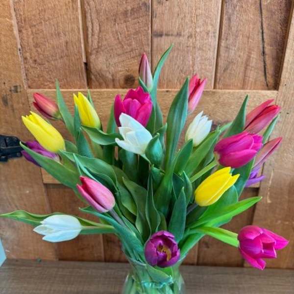 Springtime Tulips
