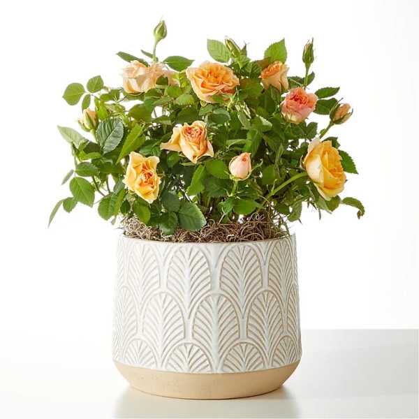 Potted peach rose plant in a patterned ceramic container