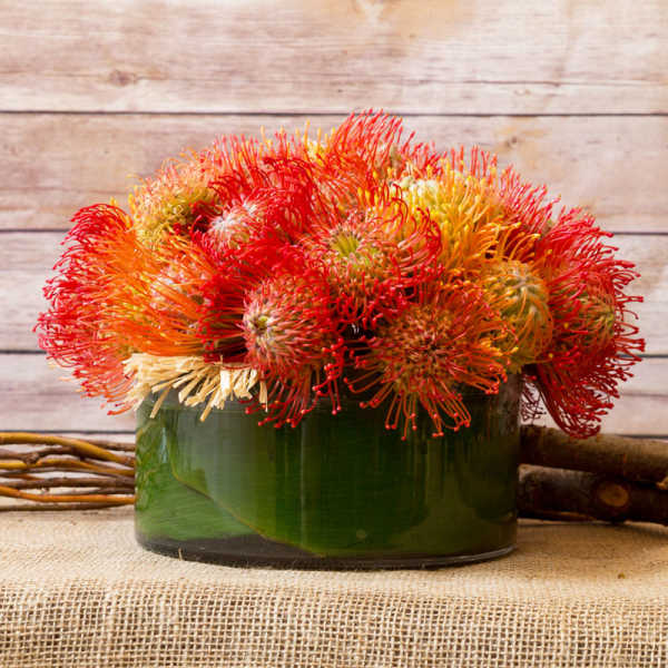 EXOTIC ARRANGEMENT
