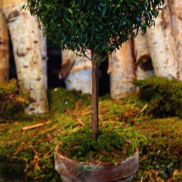 MYRTLE TOPIARY TREE