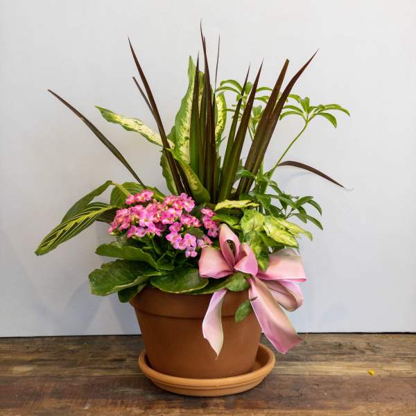 Potted mix of tall foliage plants and pink flowers in a terracotta pot with a pink ribbon bow.