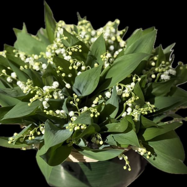 A bowl of lily of the valley flowers with broad green leaves