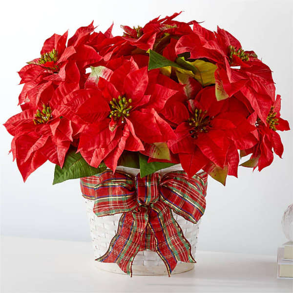 Red poinsettia arrangement in a white basket with a plaid ribbon