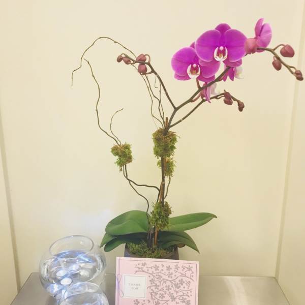 Bloom4013