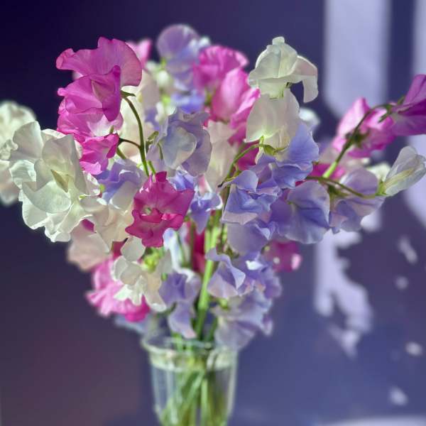 Sweet Sweet Pea!