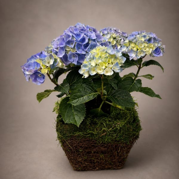 ocean mist hydrangea basket