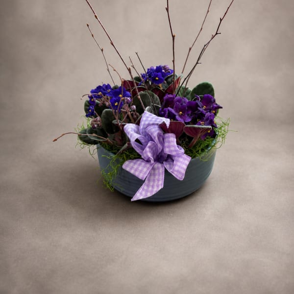 Violet Wishes