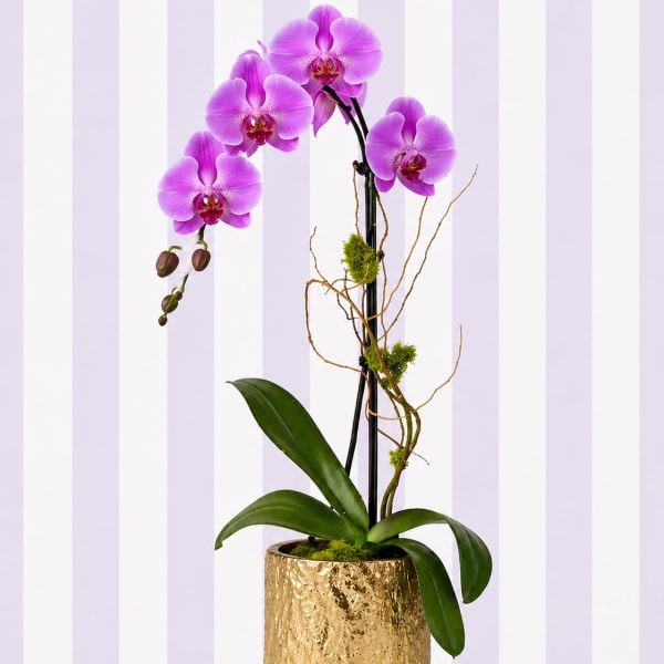 Vivid Purple Orchid – Gold Vase | Designer’s Choice