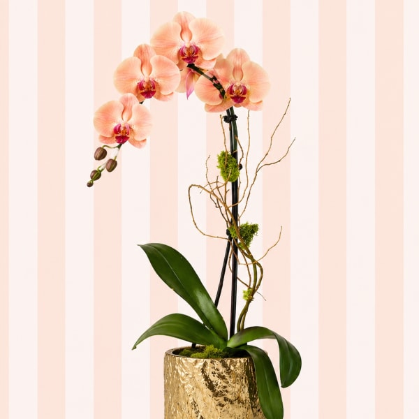 Soft Peach Orchid – Gold Vase | Designer’s Choice