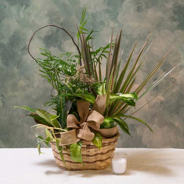 Dish Garden