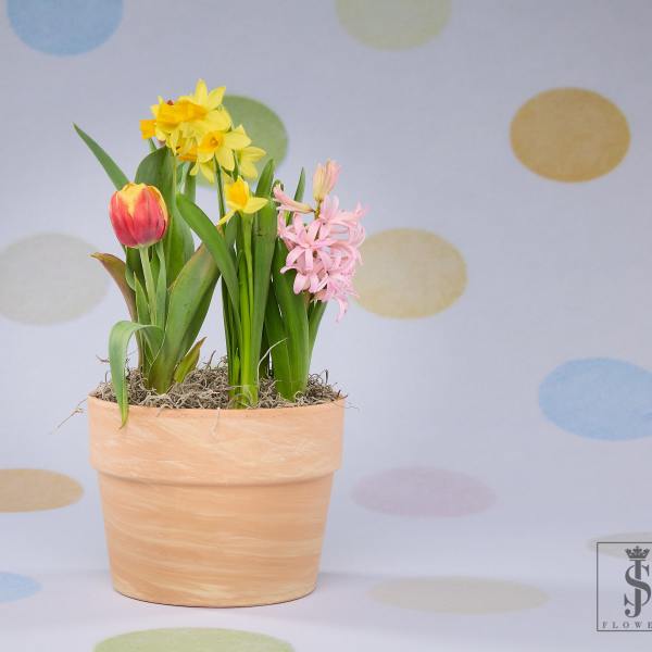 Mom Spring Trio Delight - Potted Plant Bubs