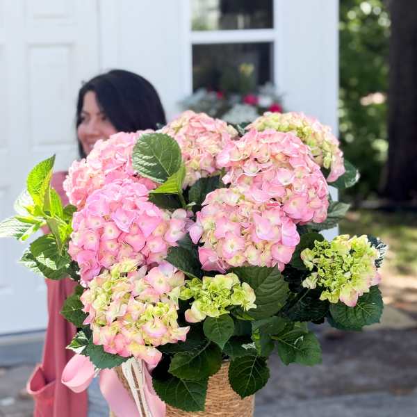 Blooming Hydrangea Plant