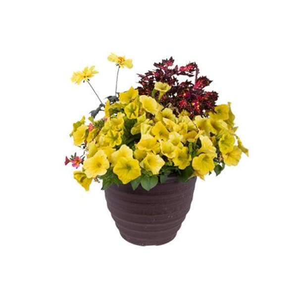 Patio Pot 12"