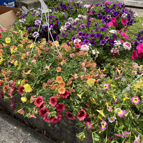 Colorful flower bed with petunias in pink, purple, yellow, and orange