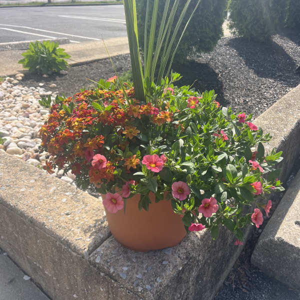 Potted flowering plant with pink and orange blooms in a terracotta container