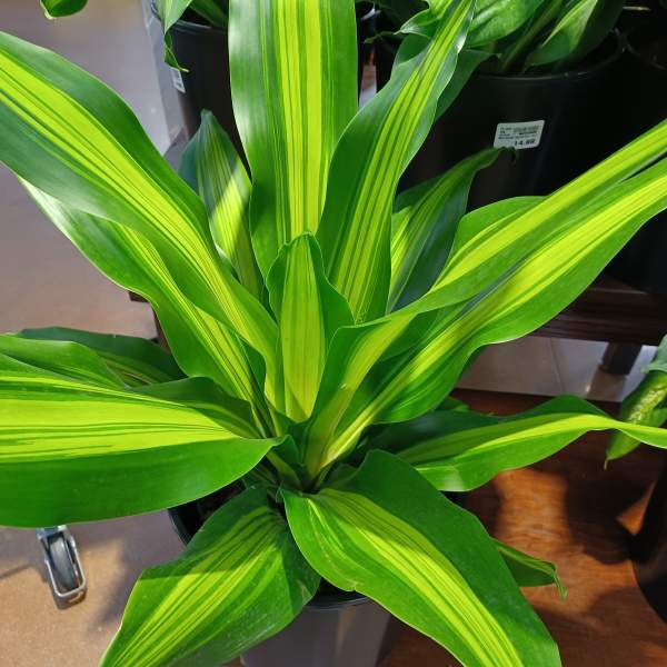 Dracena Houseplant
