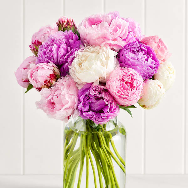 Mixed Colored Peonies