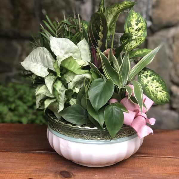 Mixed green houseplants arranged in a decorative bowl with a pink ribbon