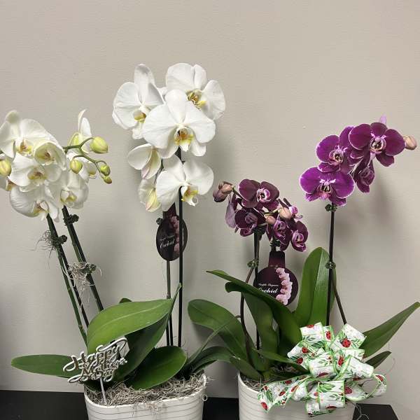 Orchid plant