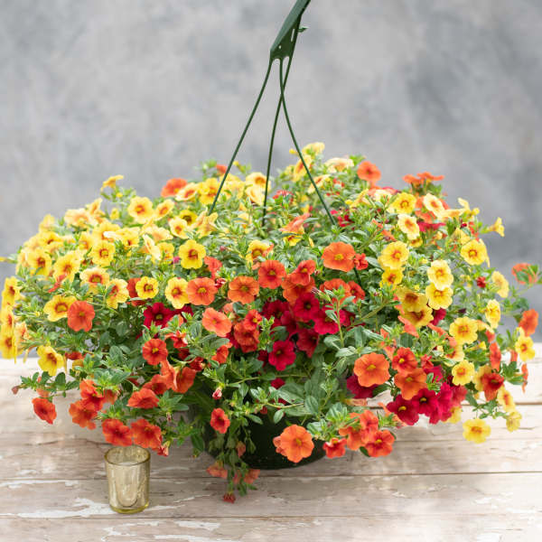 2 -Hanging Calibrachoa Baskets