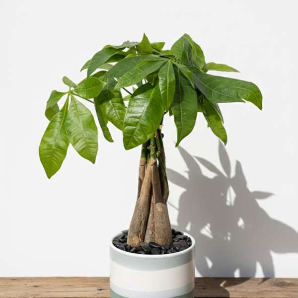 Money Tree