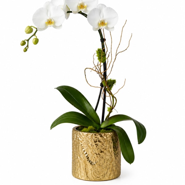 Classic White Orchid – Gold Vase | Elegant Designer’s Choice