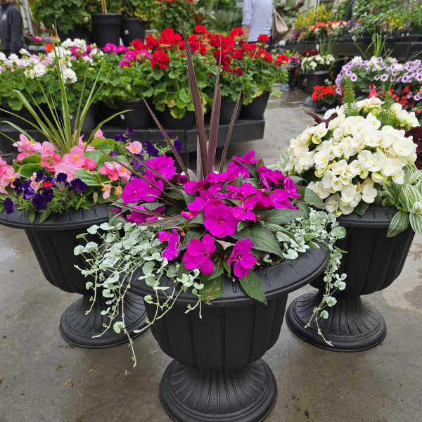 Colorful potted flower arrangements in black urn planters