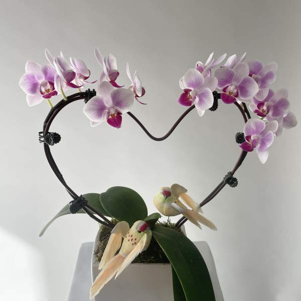 Lavender Heart Orchid Plant