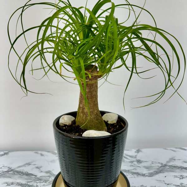 Ponytail Palm