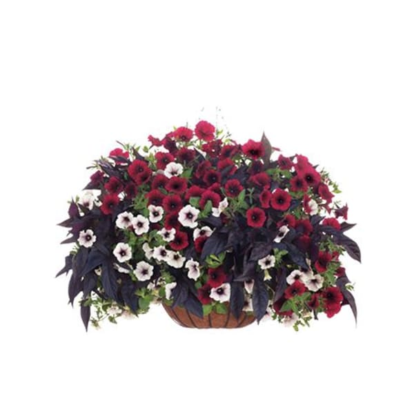 MN Grown Flowering Hanging Basket