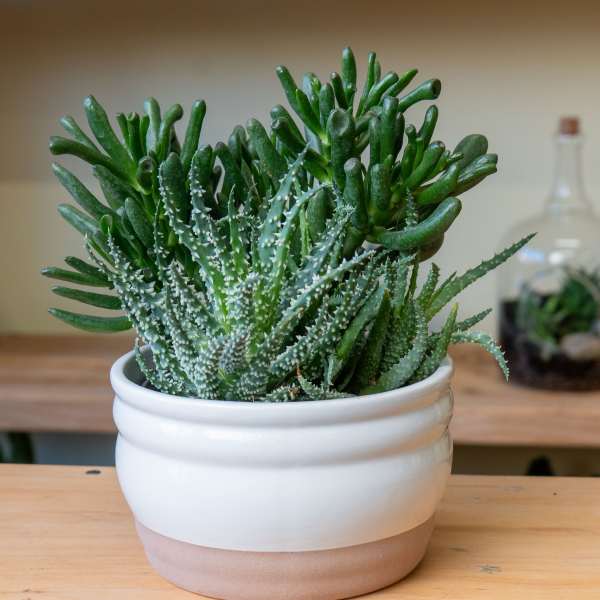Potted succulent arrangement in a white ceramic planter