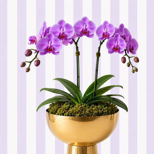 Purple Orchid Garden – Double Stem | Luxe Gold Bowl
