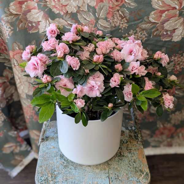Indoor Azalea