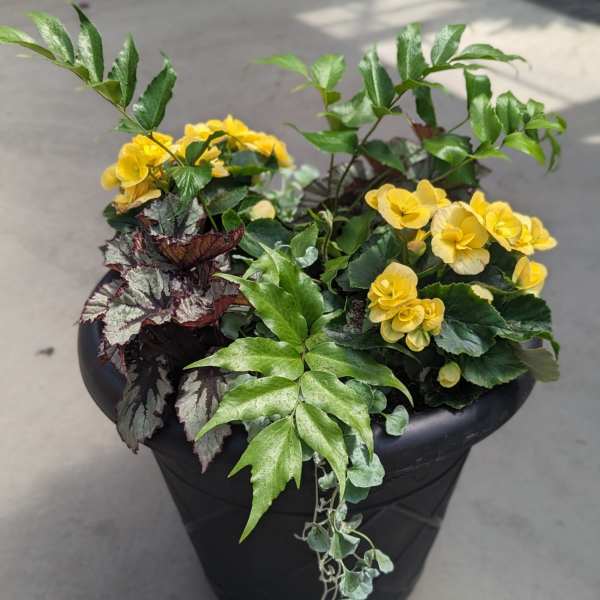 Potted plant with yellow blooms and mixed foliage in a black container