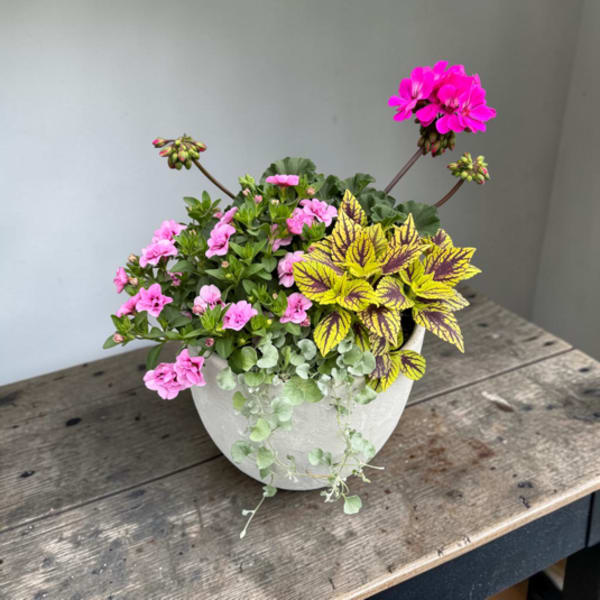 Small White Ceramic Planter