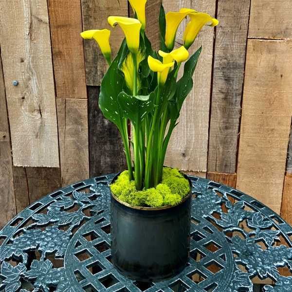 Urban Calla