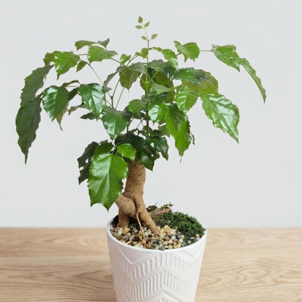 Bonsai 2
