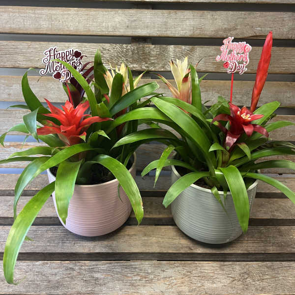 Mini bromeliads